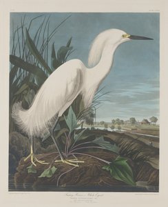 Schneereiher oder Weißer Reiher, 1835