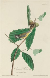 Swainsons Waldsänger