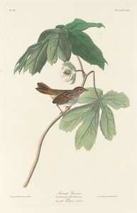 Sumpfspatz, 1829 von Robert Havell