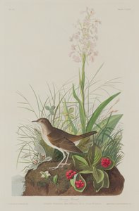 Tawny Drossel, 1833