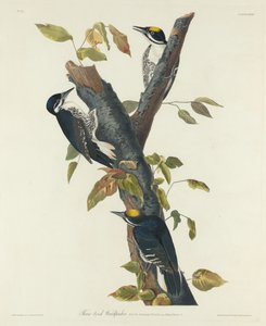 Dreizehenspecht, 1832