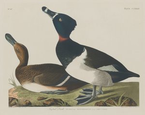 Reiherente, 1834