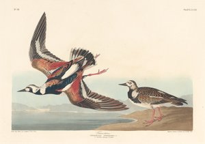 Steinwälzer