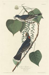 Tyrannenfliegenschnäpper, 1830