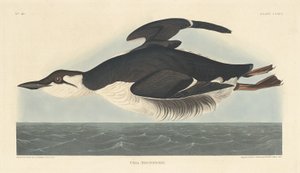 Uria Brunnichii von Robert Havell
