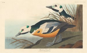 Westliche Ente, 1838
