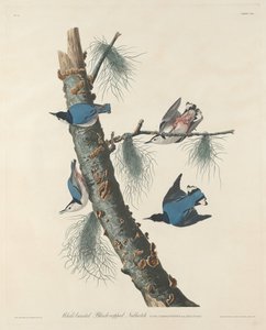 Weißbrüstiger Schwarzkehlkleiber von Robert Havell
