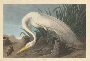 Weißer Reiher, 1837