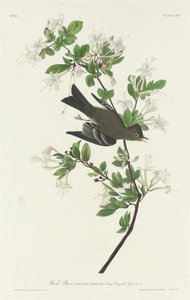 Waldschnäpper