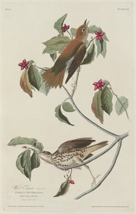 Wald-Drossel, 1829