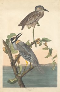 Gelbkrone Nachtreiher, 1836