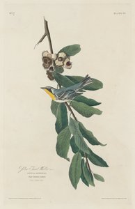 Gelbkehl-Waldsänger, 1830 von Robert Havell