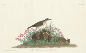 Prärie-Titlark