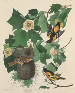 Baltimoretrupial