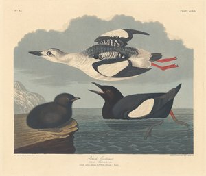 Schwarzweißer Wasserläufer