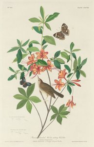 Braunköpfiger Wurmfresser von Robert Havell after John James Audubon