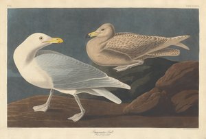 Bürgermeister Gull von Robert Havell after John James Audubon