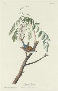 Feldsperling von Robert Havell after John James Audubon