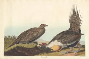 Präriehuhn von Robert Havell after John James Audubon