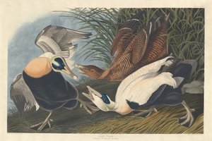 Eiderente von Robert Havell after John James Audubon