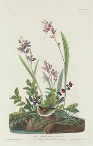 Feldsperling von Robert Havell after John James Audubon