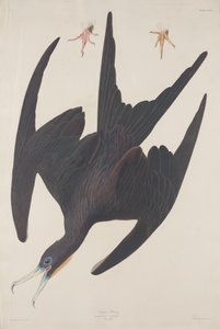 Fregatte Pelikan von Robert Havell after John James Audubon