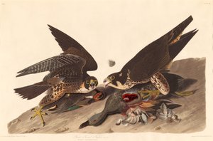 Großfüßiger Falke