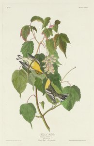 Hemlock-Waldsänger von Robert Havell after John James Audubon