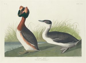 Ohrentaucher