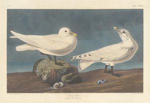 Elfenbeinmöwe