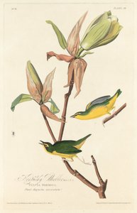 Kentucky-Waldsänger
