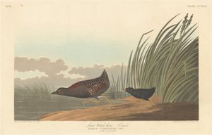 Zwergwasserhuhn von Robert Havell after John James Audubon