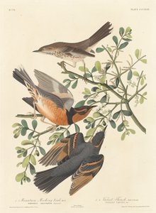 Bergspottdrossel und bunter Drossel