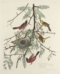Gartenwaldsänger