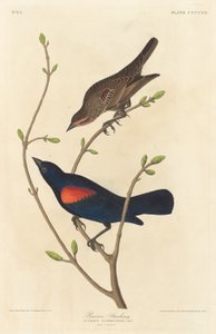Prärie-Star von Robert Havell after John James Audubon