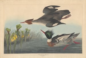 Gänsesäger von Robert Havell after John James Audubon