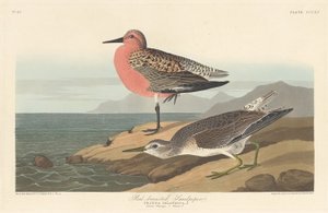 Rotschenkelstrandläufer von Robert Havell after John James Audubon