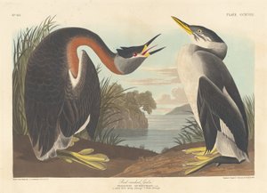 Rothalstaucher von Robert Havell after John James Audubon