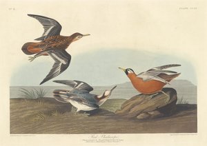 Rotschenkel-Phalarope