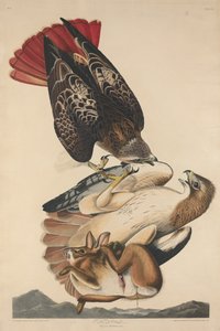 Rotschwanzbussard