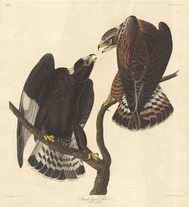 Raufußbussard