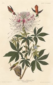 Ruffhals-Kolibri von Robert Havell after John James Audubon