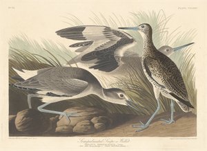 Halbpalmen-Schnepfe oder Willet von Robert Havell after John James Audubon