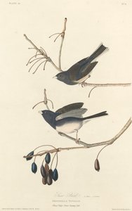 Schneevogel