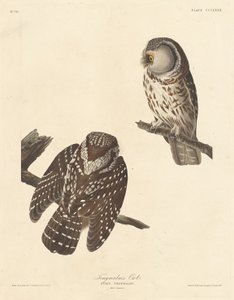 Rauhfusskauz
