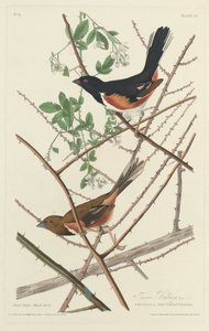 Towee Ammer