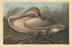 Trompeterschwan