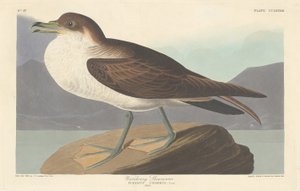 Wandersturmvogel