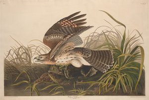 Winterfalke