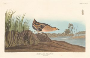 Gelbbrust-Ralle von Robert Havell after John James Audubon